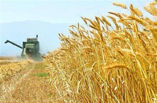 آغاز برداشت گندم و جو از سطح مزارع استان خوزستان