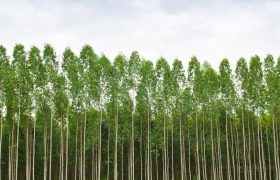 جایی که زمین می تپد و آسمان نفس می کشد