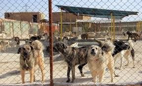 حفظ سلامت عمومی و صیانت از محیط زیست راهبرد شهرداری اهواز است