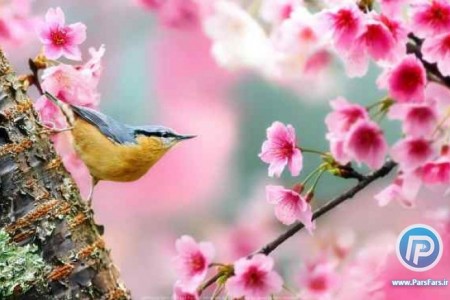 پیشگیری از بیماری‌های فصل بهار