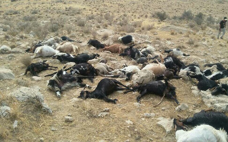 بیش از ۷۰ رأس دام در جاده پرچستان ایذه تلف شد