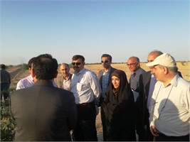 نهال کاری در کانونهای ریزگرد از مهرماه سال جاری دوباره آغاز می شود