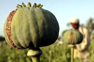 شناسایی و کشف مزرعه کشت خشخاش در یکی از روستاهای بهبهان