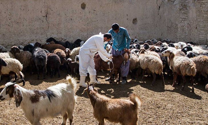 واکسیناسیون بیش از ۲۴ هزار راس دام سبک در رامشیر