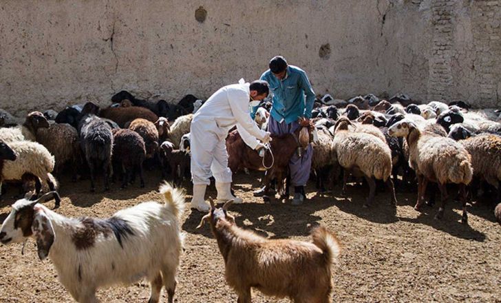 ویزیت رایگان دام به مناسبت دهه فجر در شهرستان دشت آزادگان