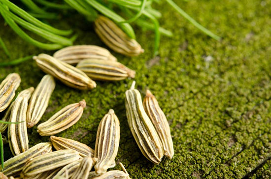 بررسی خواص معجزه آسای رازیانه