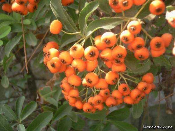 آغاز برداشت زالزالک درشهرستان اندیکا