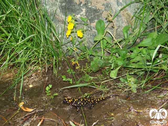 ممنوعیت فروش گونه‌های حفاظت شده گیاهی و جانوری در خوزستان