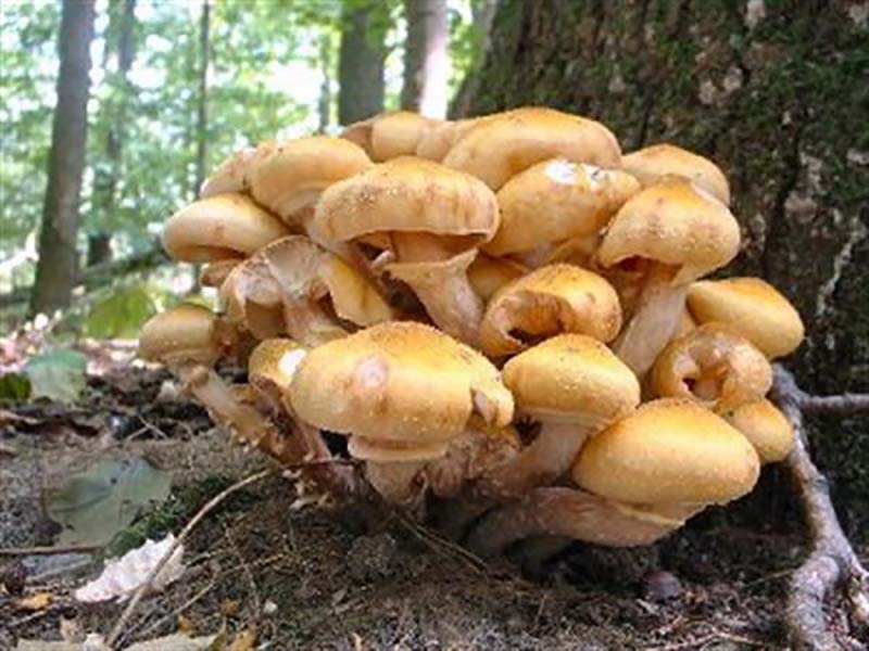 مسمومیت با قارچ های سمی