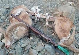 ۲ شکارچی متخلف قوچ در شوشتر دستگیر شدند