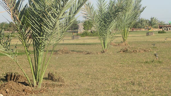 ۴۵۰ پاجوش نخل برحی در کشت و صنعت فارابی کاشته می شود