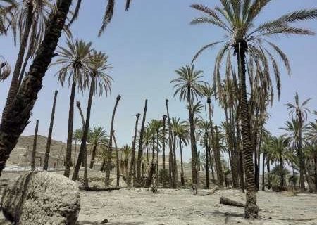 اعتبار ۷۹ هزار و۵۰۰ میلیارد ریالی برای اجرای طرح احیای نخیلات خوزستان