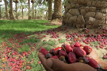 تخصیص اعتبار برای تأمین آب نخیلات شادگان