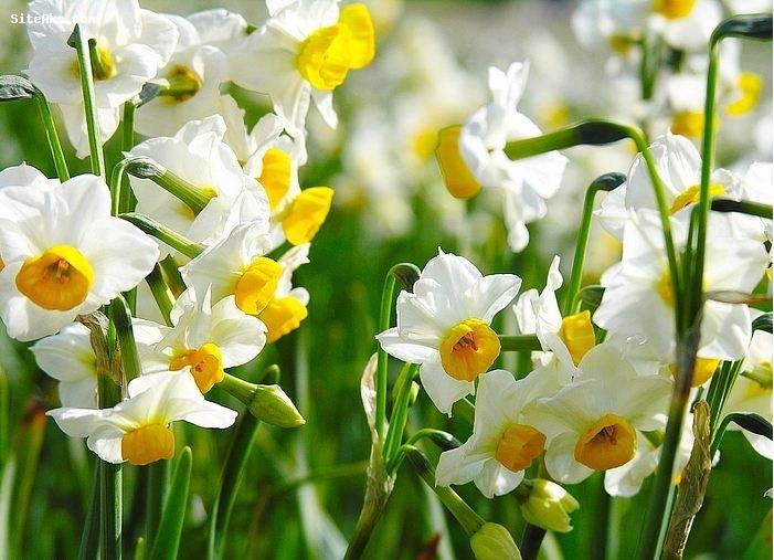 دستهای درهم تنیده برای برگزاری فاخر یک رویداد محلی،ملی