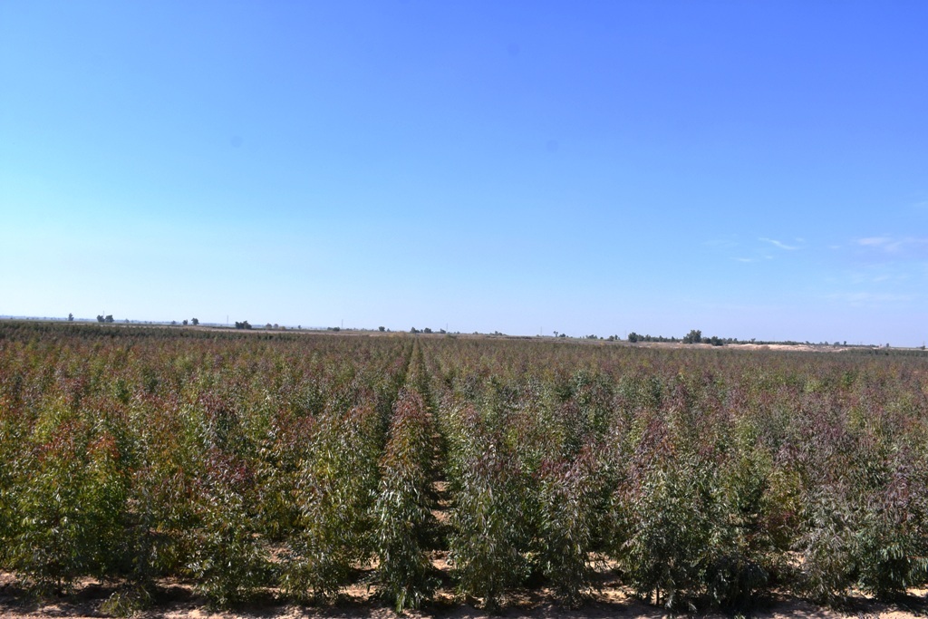 پیشتازی شرکت بهرهبرداری نفت و گاز کارون در طرح ملی نهالکاری