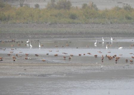 تداوم ممنوعیت صدور پروانه صید پرندگان در خوزستان