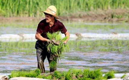 هیچگونه مجوزی برای کشت شلتوک درحوضه آبی کارون و دز صادر نشده است