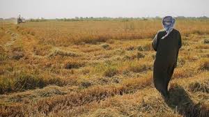 بخشودگی جرائم تسهیلات کشاورزان خوزستانی