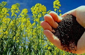 پیش بینی برداشت ۴۵ هزار تن کلزا از مزارع خوزستان