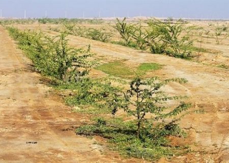 در خصوص پروژه کمربند سبز آبادان و خرمشهر برنامه‌ریزی‌های لازم انجام شده است
