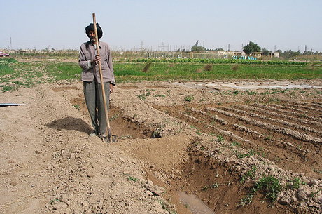 کشاورزی رامهرمز در حال نابودی است/ بداد کشاورزان برسید