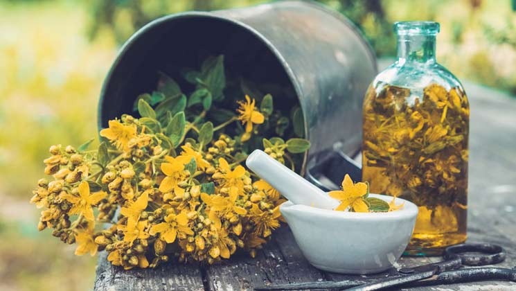 پادشاه گیاهان دارویی را بشناسید