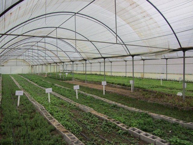 مجتمع گلخانه ای اندیمشک با سرعت بیشتری محقق می شود